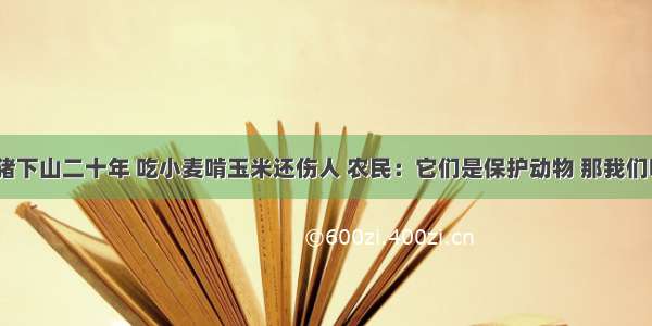 野猪下山二十年 吃小麦啃玉米还伤人 农民：它们是保护动物 那我们呢？