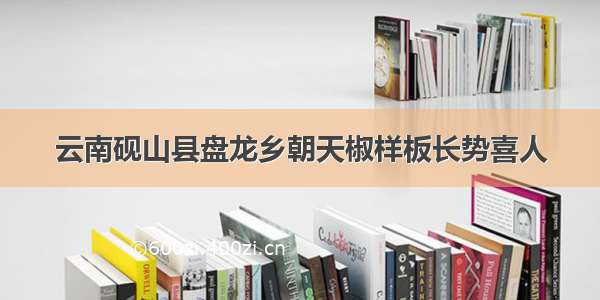 云南砚山县盘龙乡朝天椒样板长势喜人