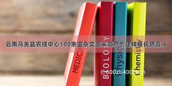 云南马关县农技中心100余亩杂交玉米高产创建样板长势喜人