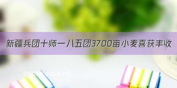 新疆兵团十师一八五团3700亩小麦喜获丰收