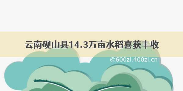 云南砚山县14.3万亩水稻喜获丰收