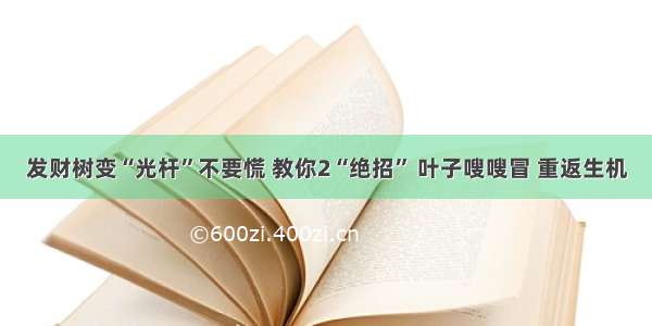 发财树变“光杆”不要慌 教你2“绝招” 叶子嗖嗖冒 重返生机