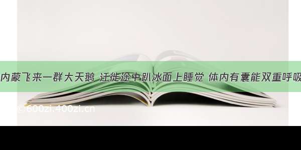 内蒙飞来一群大天鹅 迁徙途中趴冰面上睡觉 体内有囊能双重呼吸