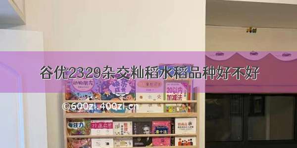 谷优2329杂交籼稻水稻品种好不好