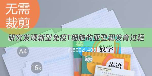 研究发现新型免疫T细胞的亚型和发育过程