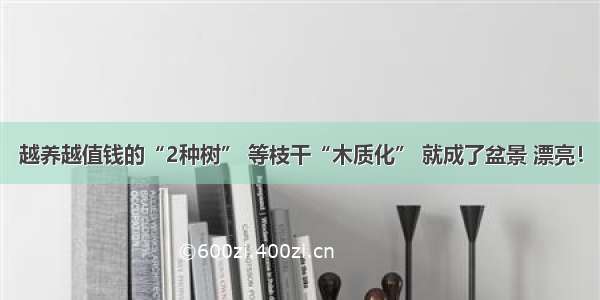 越养越值钱的“2种树” 等枝干“木质化” 就成了盆景 漂亮！