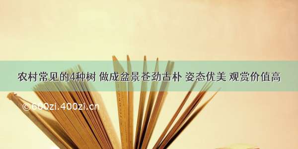 农村常见的4种树 做成盆景苍劲古朴 姿态优美 观赏价值高