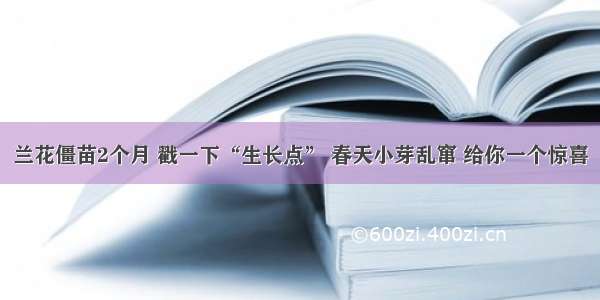 兰花僵苗2个月 戳一下“生长点” 春天小芽乱窜 给你一个惊喜