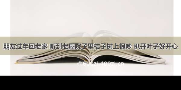 朋友过年回老家 听到老屋院子里桔子树上很吵 扒开叶子好开心