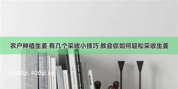 农户种植生姜 有几个采收小技巧 教会你如何轻松采收生姜