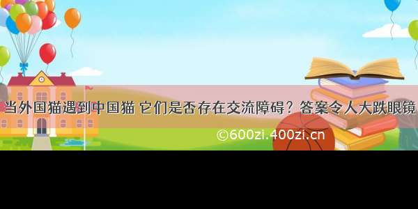 当外国猫遇到中国猫 它们是否存在交流障碍？答案令人大跌眼镜