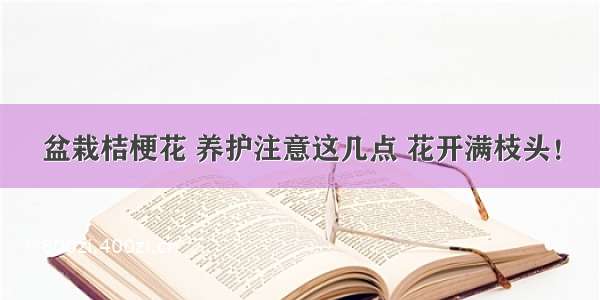 盆栽桔梗花 养护注意这几点 花开满枝头！