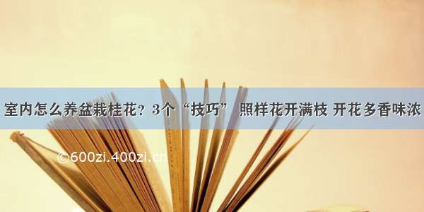 室内怎么养盆栽桂花？3个“技巧” 照样花开满枝 开花多香味浓