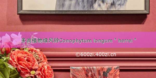 多肉植物绿风铃Conophytum longum＂herrei＂