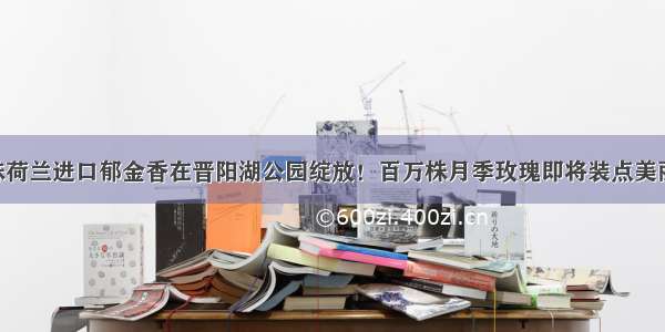 百万株荷兰进口郁金香在晋阳湖公园绽放！百万株月季玫瑰即将装点美丽太原！