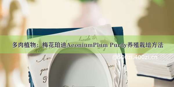 多肉植物：梅花珀迪AeoniumPlum Purdy养殖栽培方法