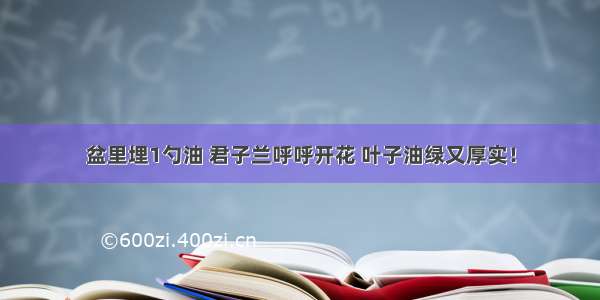 盆里埋1勺油 君子兰呼呼开花 叶子油绿又厚实！