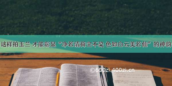 这样拍玉兰 才能彰显“净若清荷尘不染 色如白云美若仙”的神韵