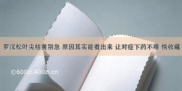 罗汉松叶尖枯黄别急 原因其实能看出来 让对症下药不难 快收藏