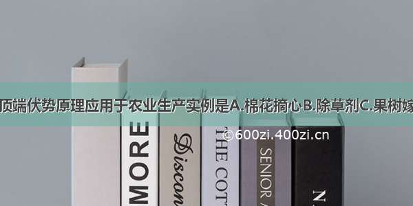 单选题顶端伏势原理应用于农业生产实例是A.棉花摘心B.除草剂C.果树嫁接D.扦