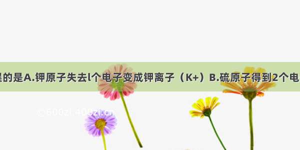 下列说法错误的是A.钾原子失去l个电子变成钾离子（K+）B.硫原子得到2个电子变成硫离子