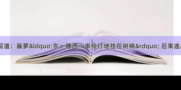 在《紫藤萝瀑布》中写道：藤萝“东一穗西一串伶仃地挂在树梢” 后来连“稀零的花串也