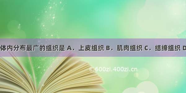 在人和动物体内分布最广的组织是 A．上皮组织 B．肌肉组织 C．结缔组织 D．神经组织