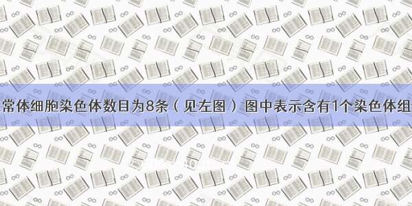 某生物正常体细胞染色体数目为8条（见左图） 图中表示含有1个染色体组的细胞是