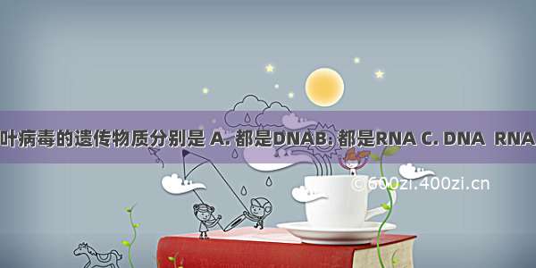 烟草和烟草花叶病毒的遗传物质分别是 A. 都是DNAB. 都是RNA C. DNA  RNA D. RNA DNA