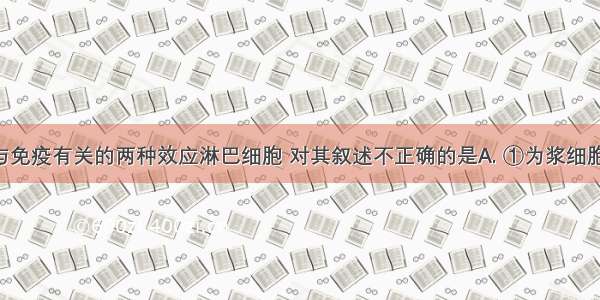 下图表示与免疫有关的两种效应淋巴细胞 对其叙述不正确的是A. ①为浆细胞 内质网发