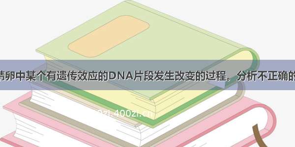 下图表示受精卵中某个有遗传效应的DNA片段发生改变的过程。分析不正确的是A. 该变异