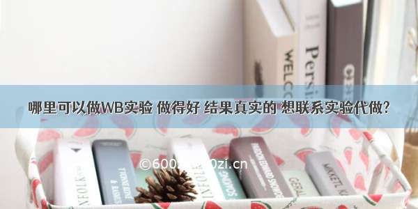 哪里可以做WB实验 做得好 结果真实的 想联系实验代做?