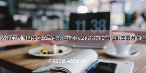 人类和现代类人猿的共同祖先是森林古猿在距今1200多万年前它们主要分布在非洲的热带丛