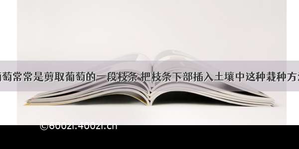 人们栽种葡萄常常是剪取葡萄的一段枝条 把枝条下部插入土壤中这种栽种方法叫做CA. 