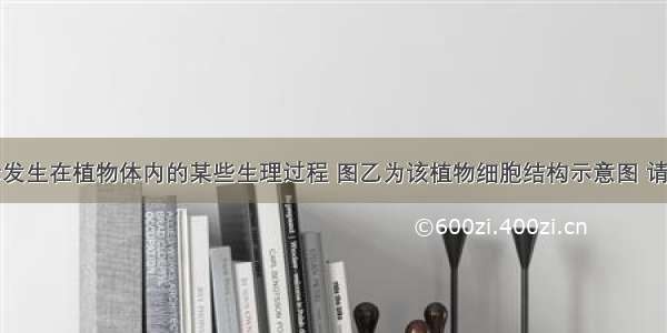 下图甲表示发生在植物体内的某些生理过程 图乙为该植物细胞结构示意图 请根据图回答