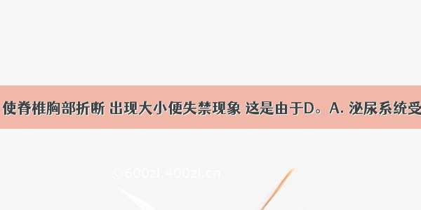 意外事故 使脊椎胸部折断 出现大小便失禁现象 这是由于D。A. 泌尿系统受到破坏B.